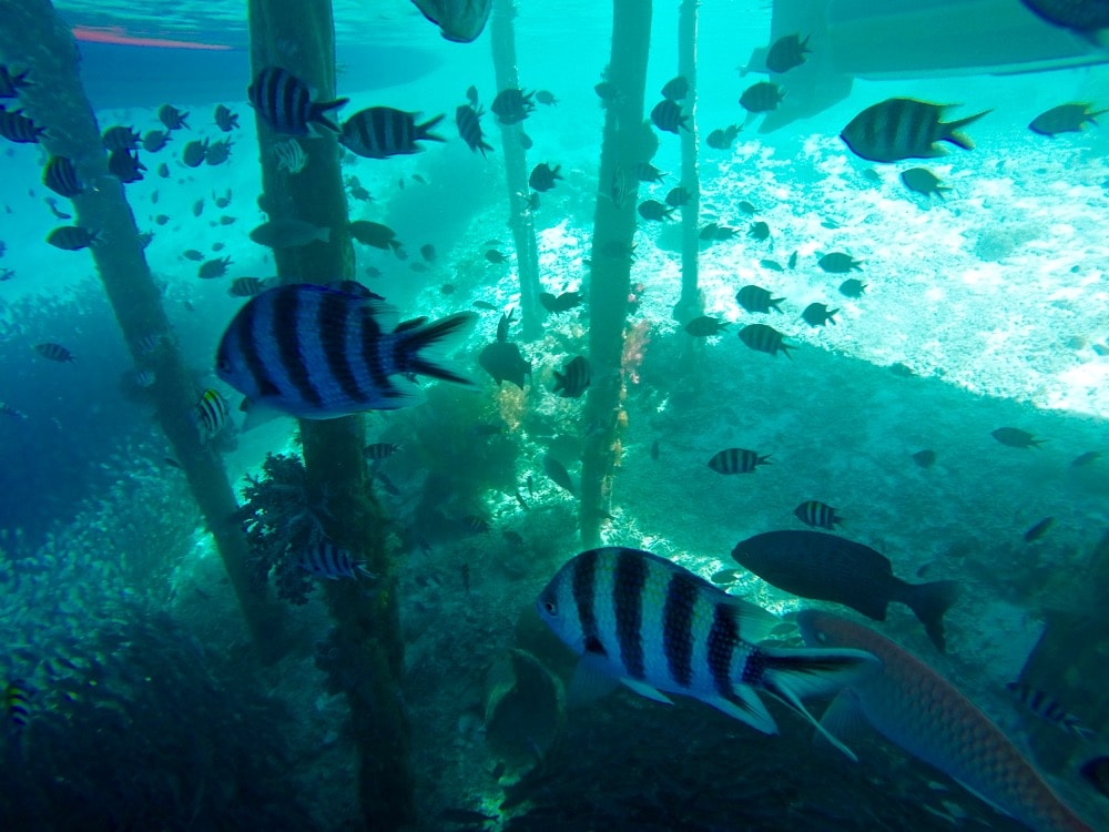 Fish in Raja Ampat, Indonesia