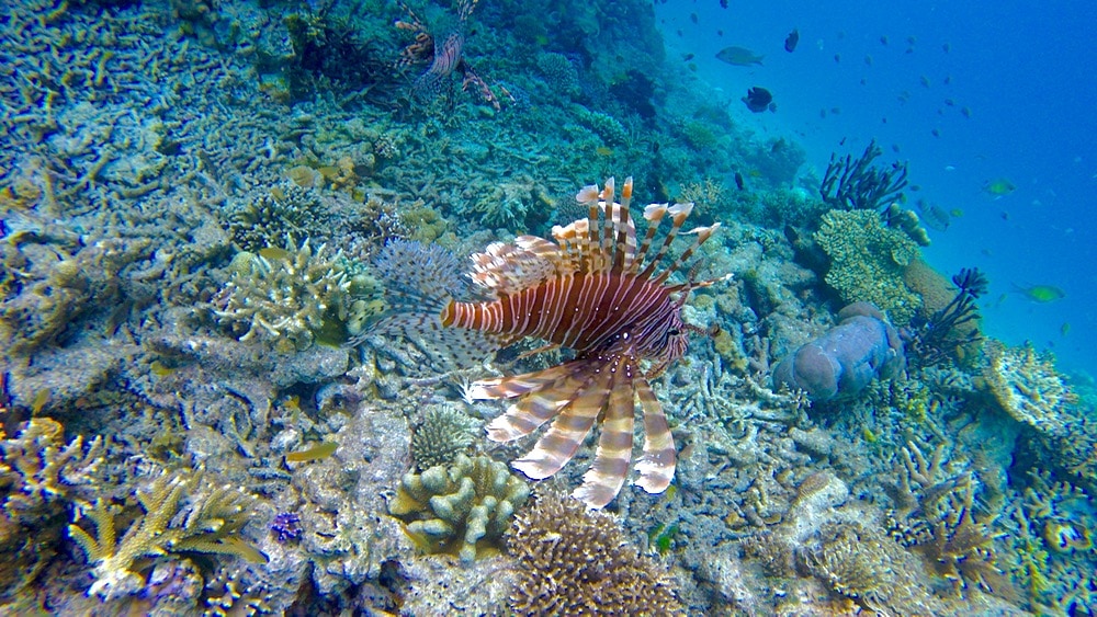 Snorkelling with lion fish in Raja Ampat, Indonesia