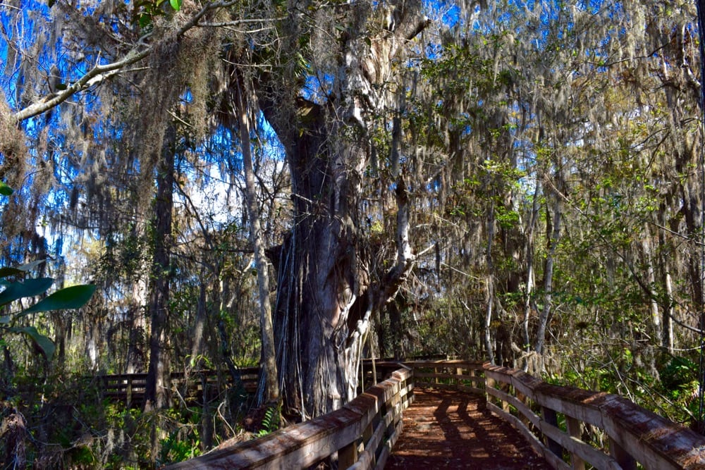 Barley Barber Swamp, Martin County, Florida