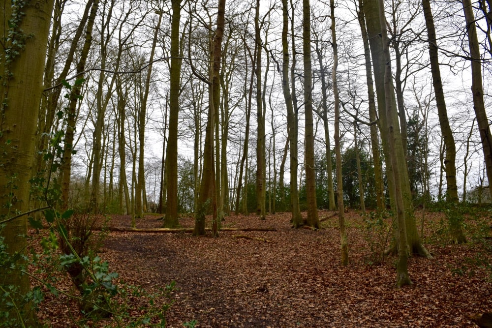 Beautiful beech woods in the Chilterns