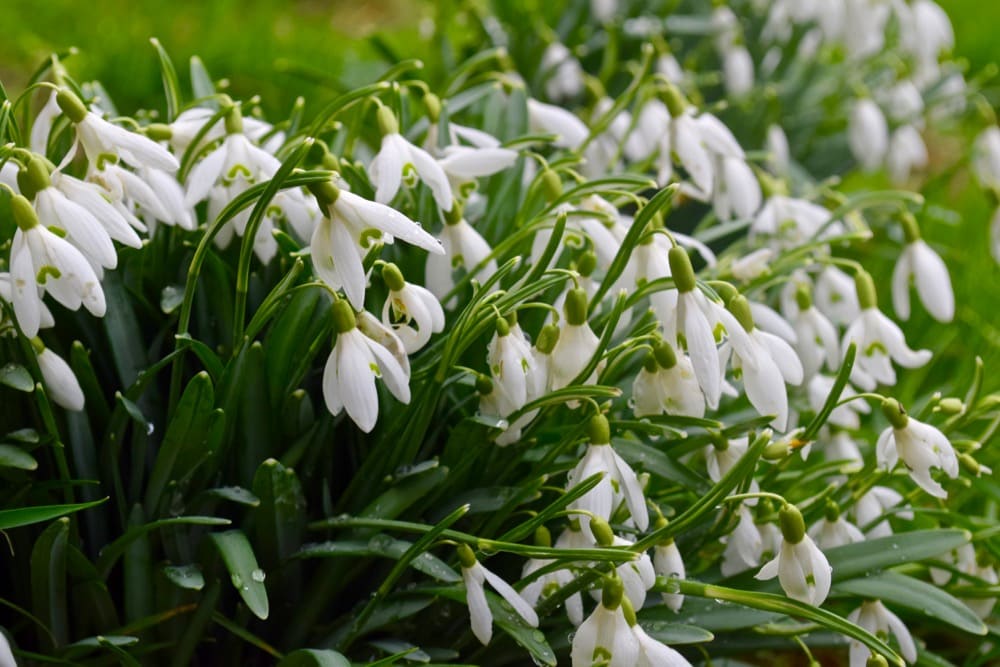 Snowdrops on the route