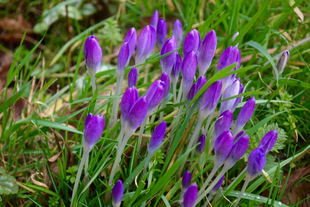 Pretty purple crocuses blooming on the route