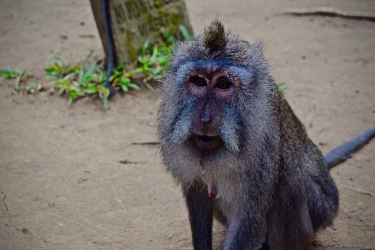 Monkey Forest, Bali