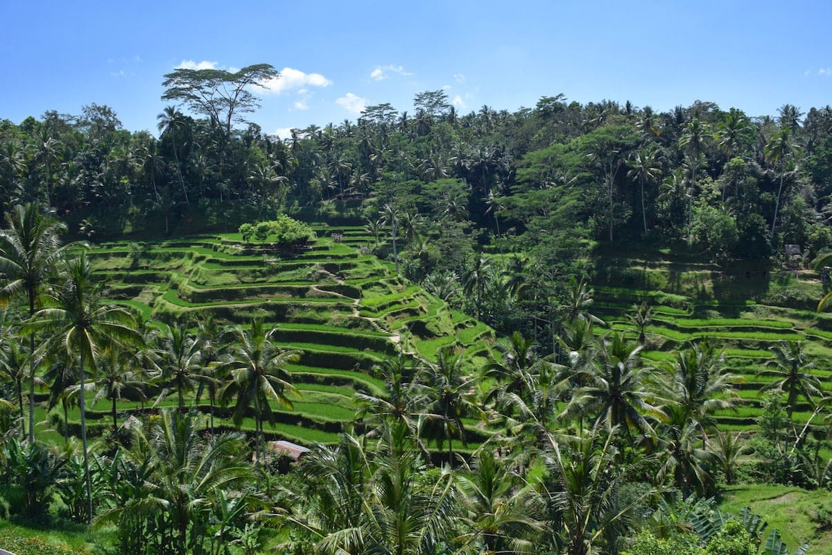 Tegalalang Rice Terraces, near Ubud, Bali