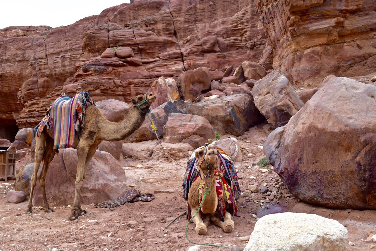 Camels in Petra, Jordan