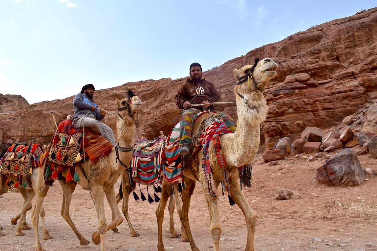 Camels in Petra, Jordan