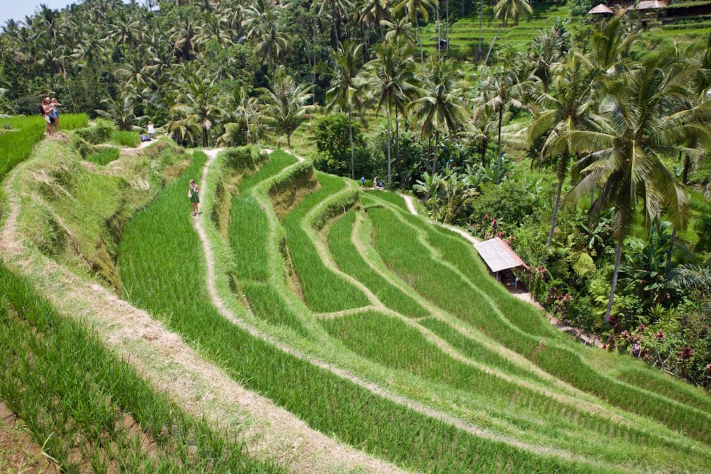 Tegalalang Rice Terraces, near Ubud, Bali (Photo: Macca Sherifi)