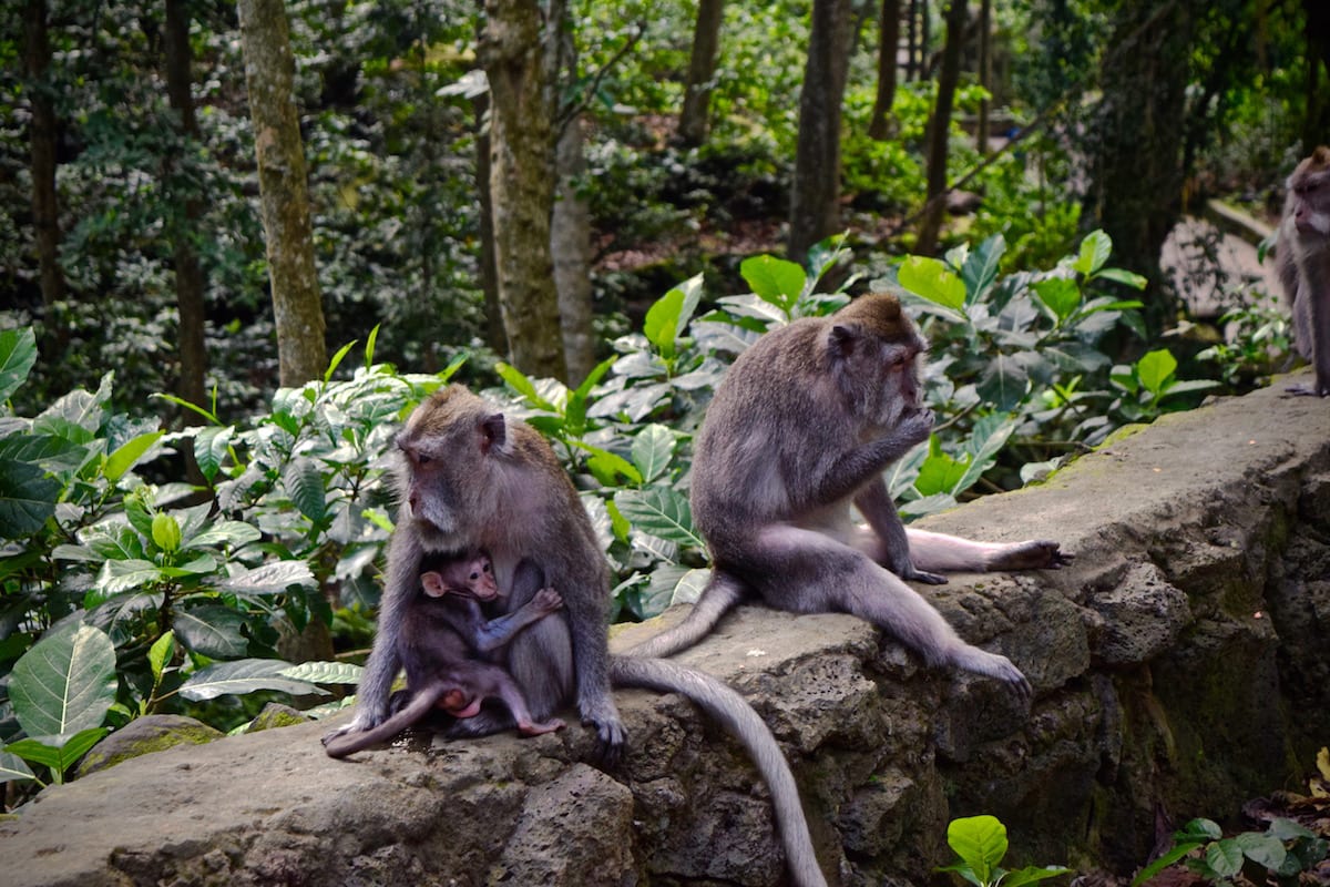 Monkey Forest, Bali