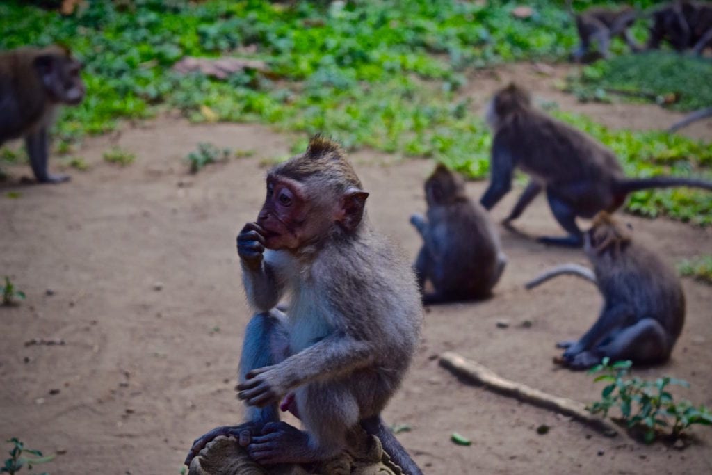 Monkey Forest, Bali