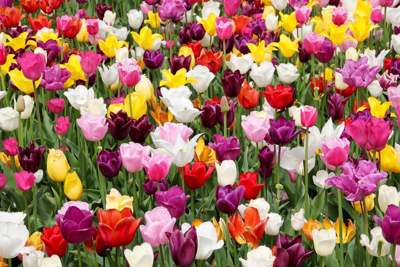 tulips