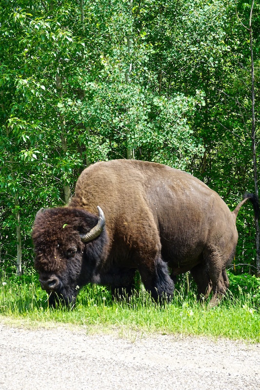 Bison in Elk Island National Park, Canada