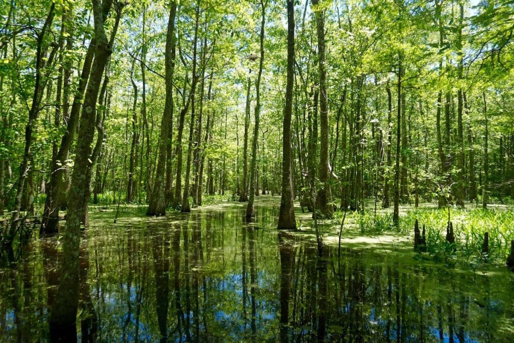 Exploring Bayou Pigeon - the swamps in Louisiana