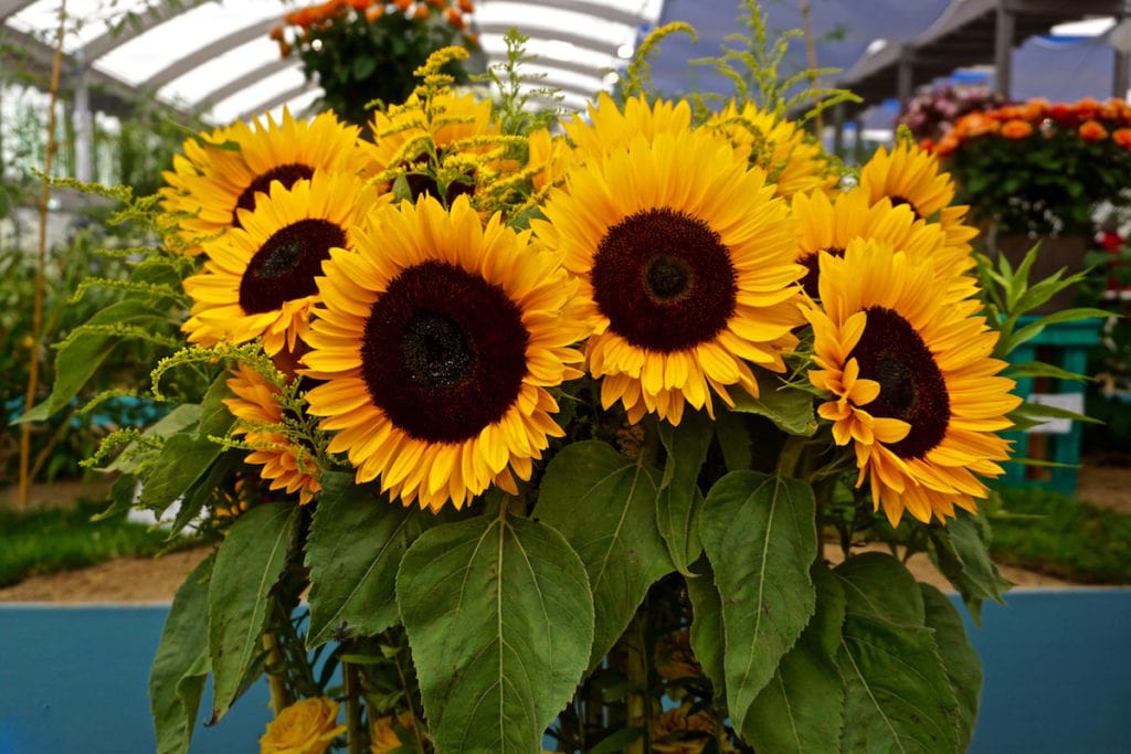 Beautiful sunflowers at IGA Berlin 2017