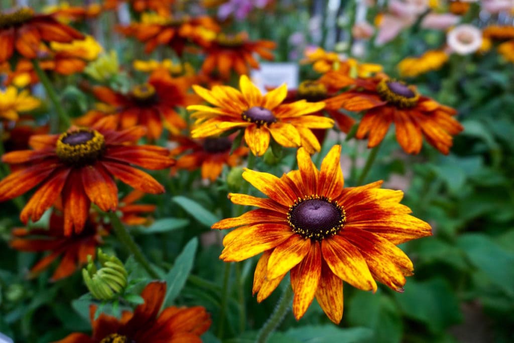 Beautiful flowers at IGA Berlin 2017