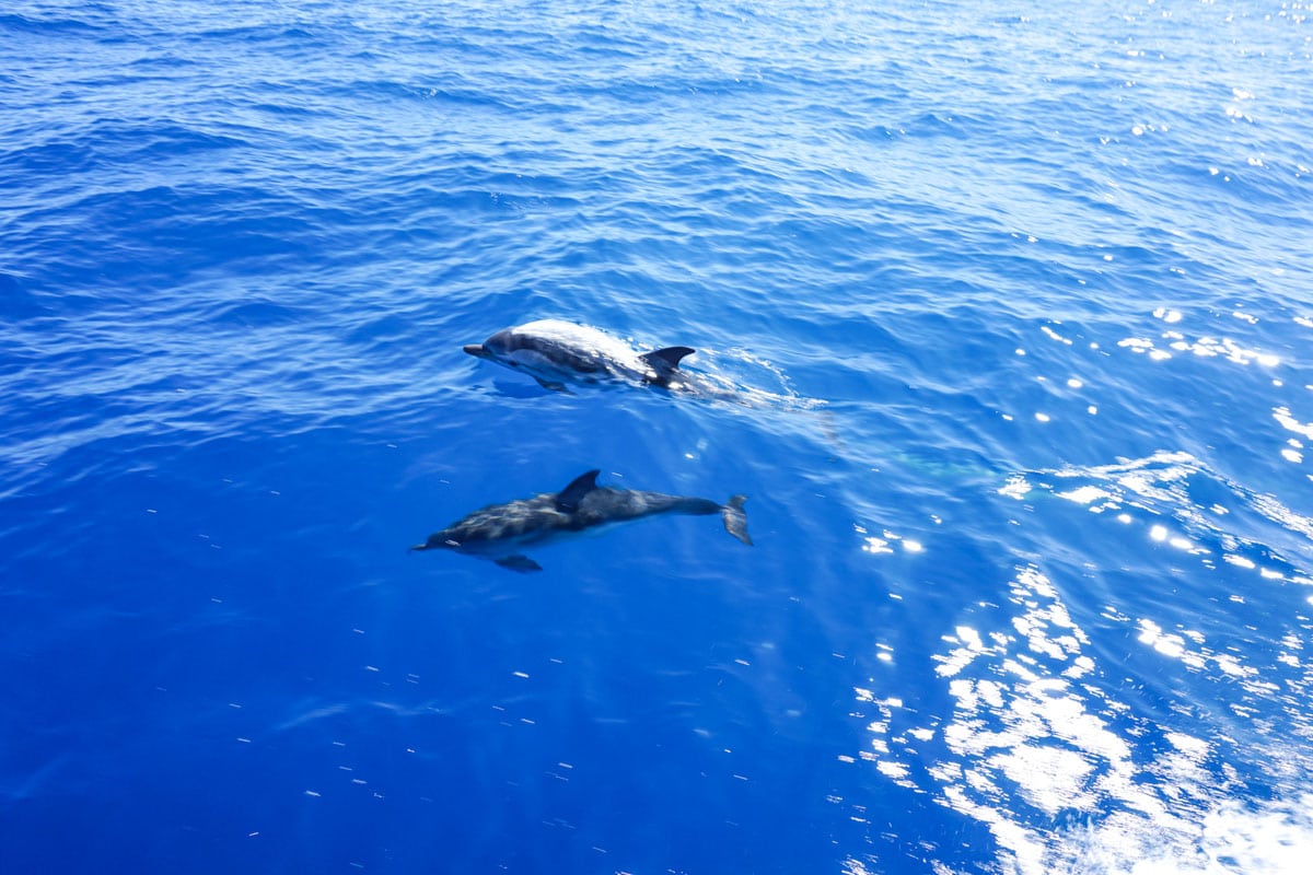 SPOTTED: Dolphins in Sicily!