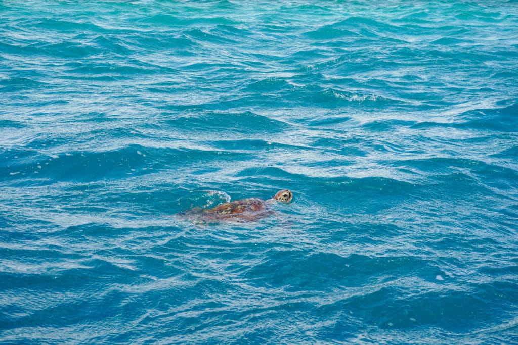 Turtle spotting from our glass bottom boat tour at Heritage Le Telfair, Mauritius