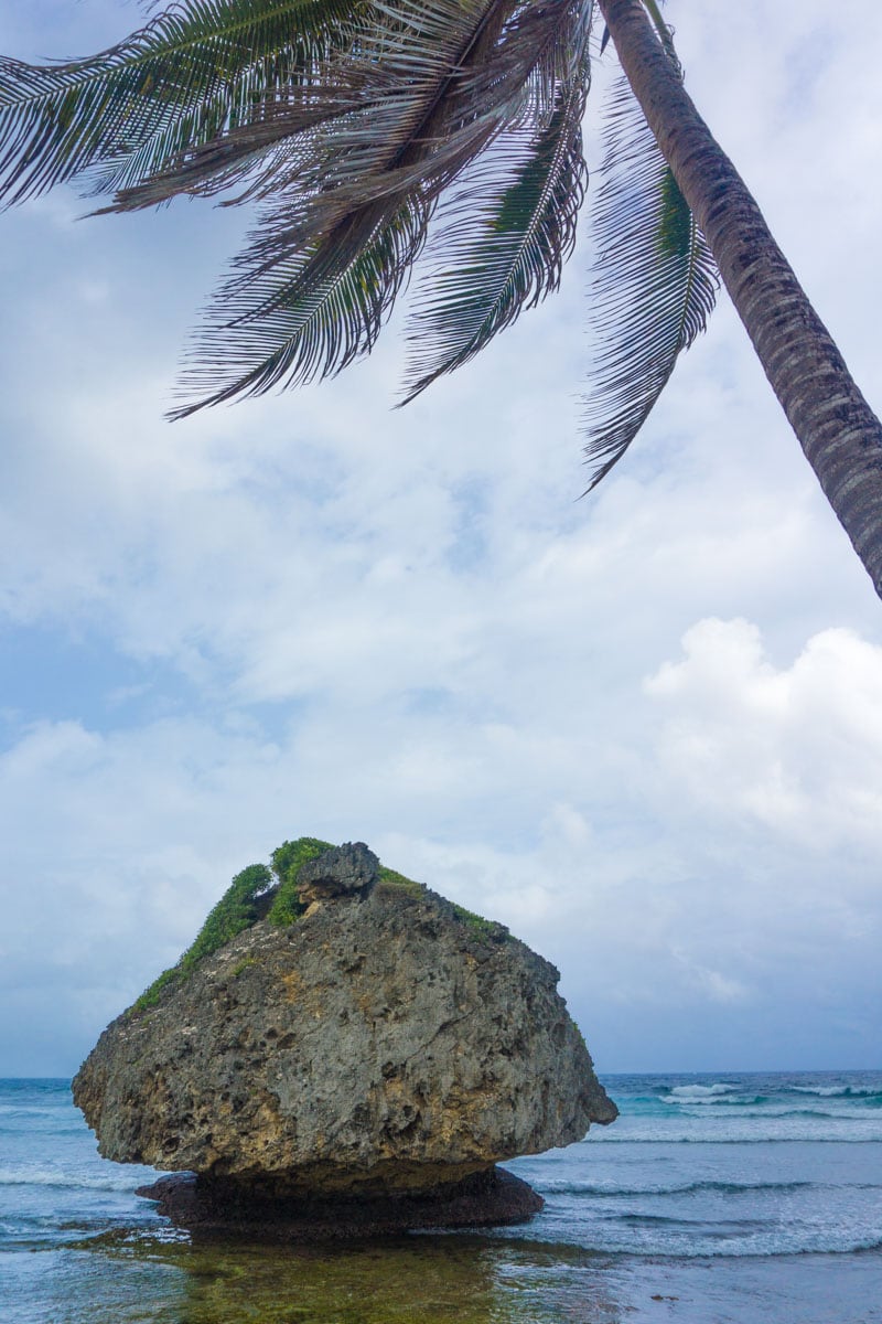 Taking in the views of East Barbados on our island safari