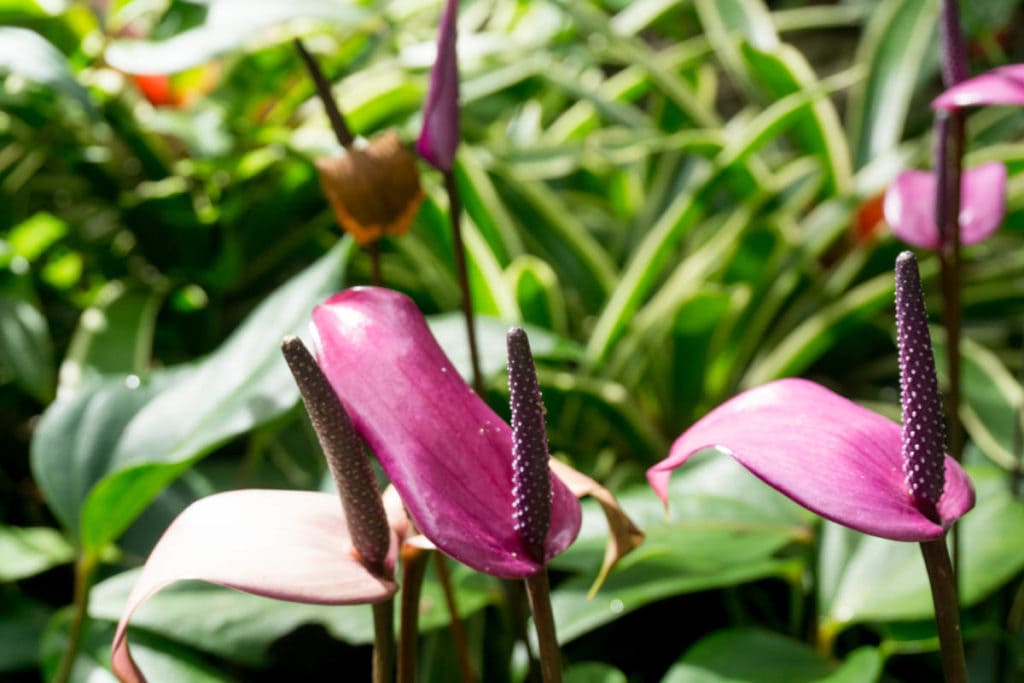 Hunte's Gardens, Barbados