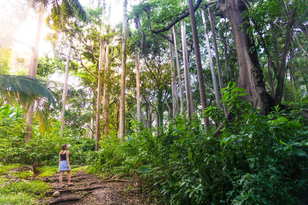 Exploring the forest near St Nicholas Abbey, Barbados