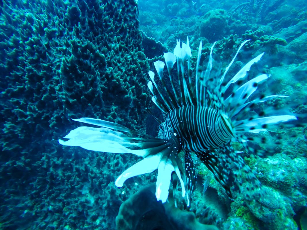 Lion fish - Diving in Barbados (Photo: Macca Sherifi)