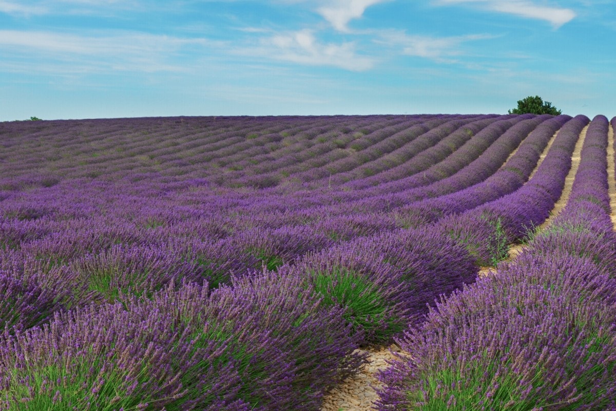 Lavender field in Provence, France