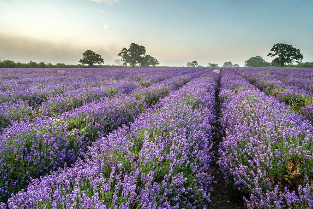 Lavender field in Norfolk, England