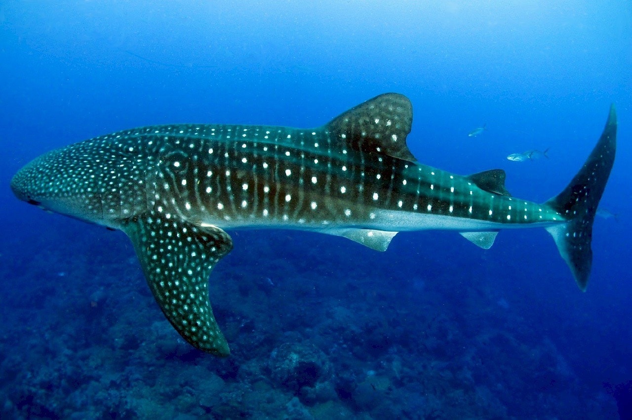 Whale shark