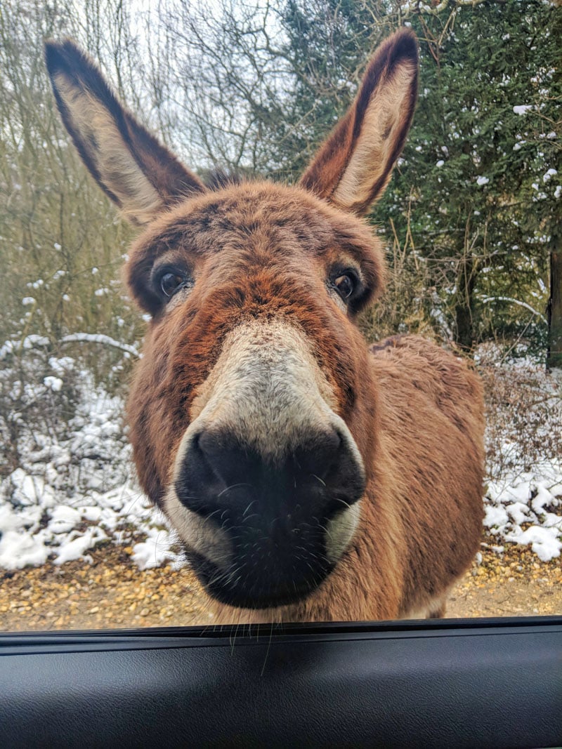 Donkey selfie!