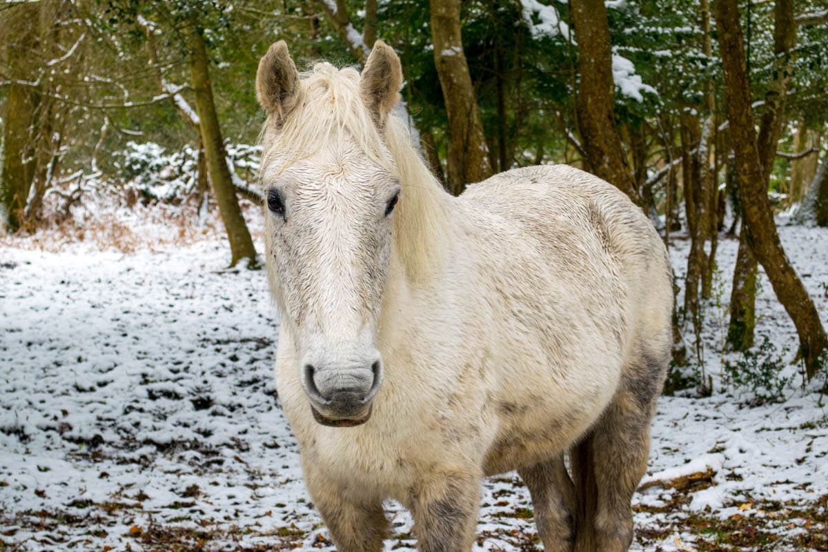 Wild ponies in the snow in the New Forest