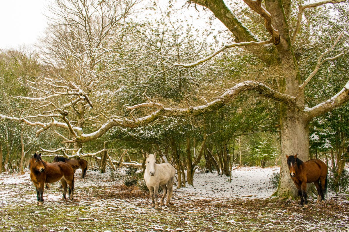 Wild ponies in the snow in the New Forest