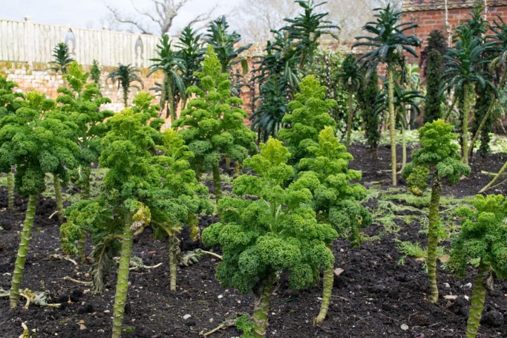 Kitchen garden at The Pig, New Forest