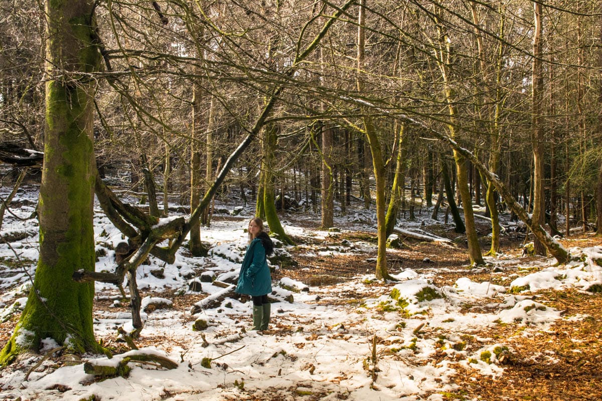 Exploring The New Forest