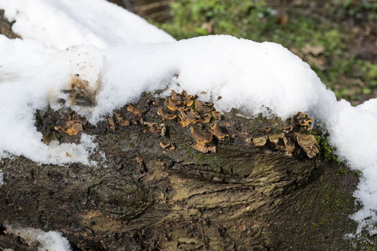 Mushrooms growing in the New Forest