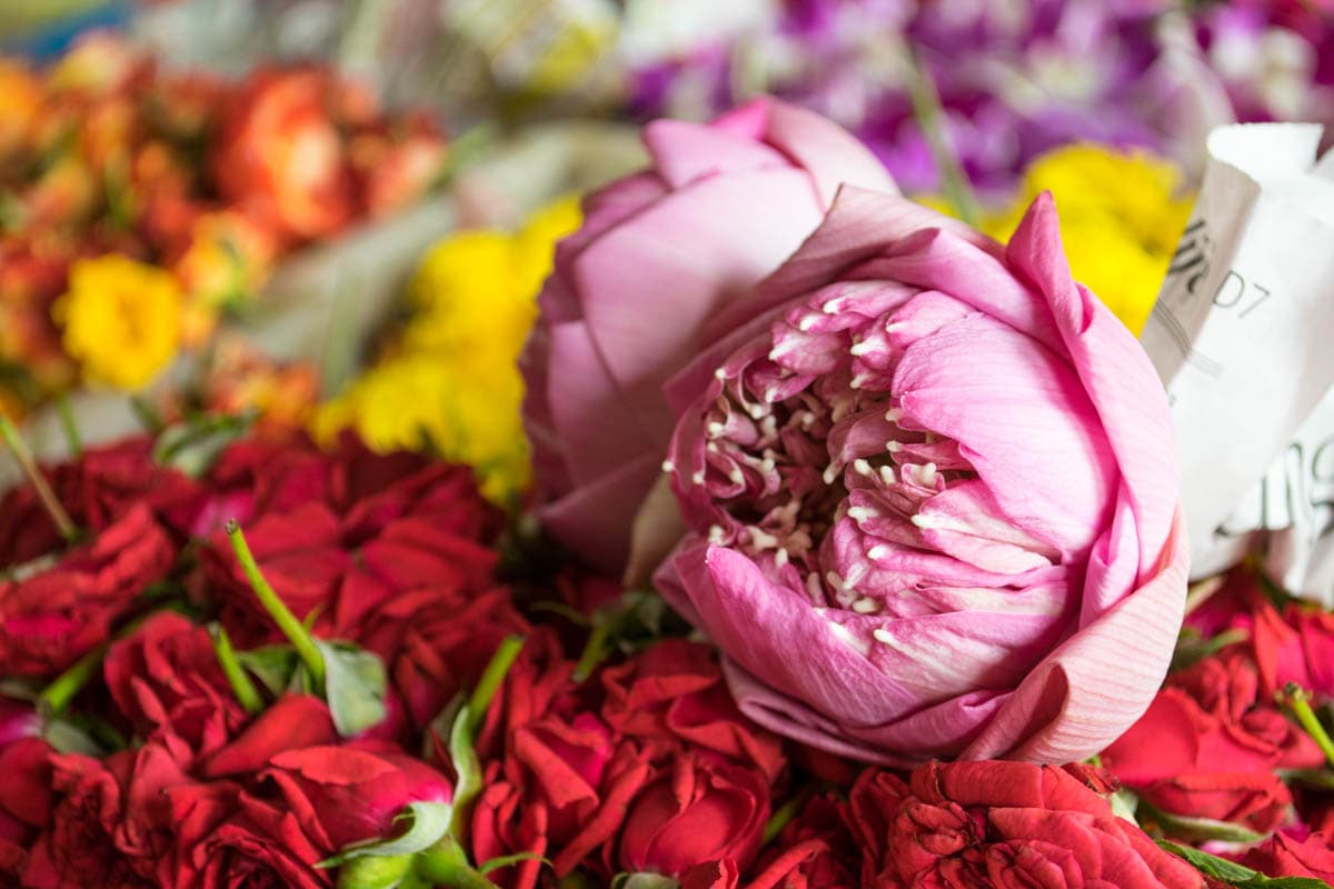 Beautiful flowers in Little India, Singapore