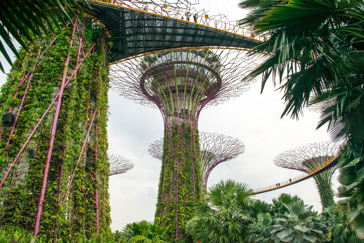 Supertrees at Gardens By The Bay, Singapore - one of the top things to do in Singapore