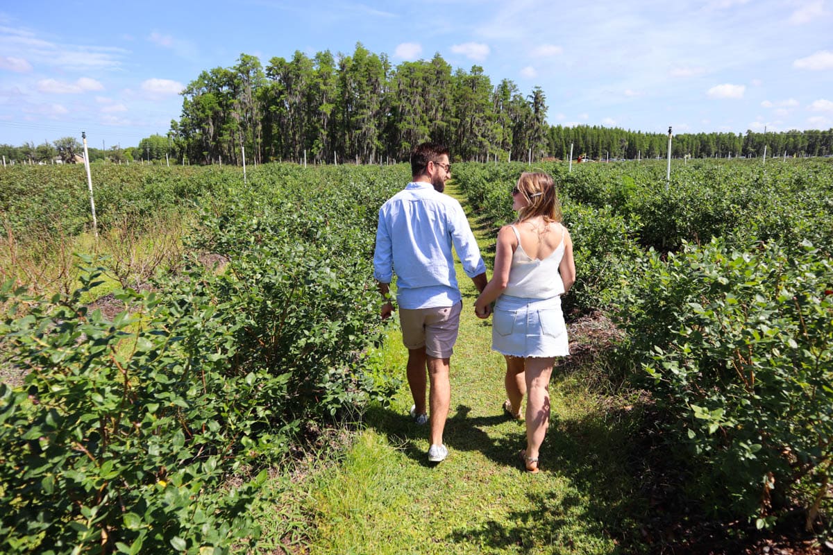 Starkey Blueberry Farm, Pasco County, Florida