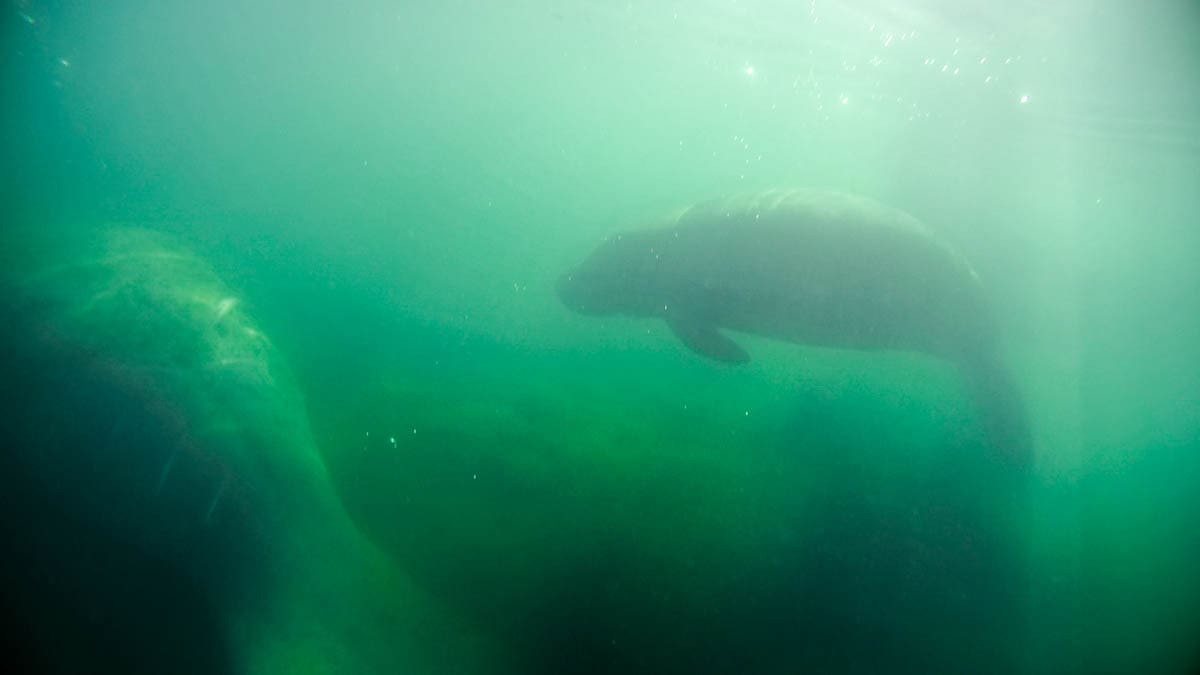 Swimming with manatees in Crystal River, Florida