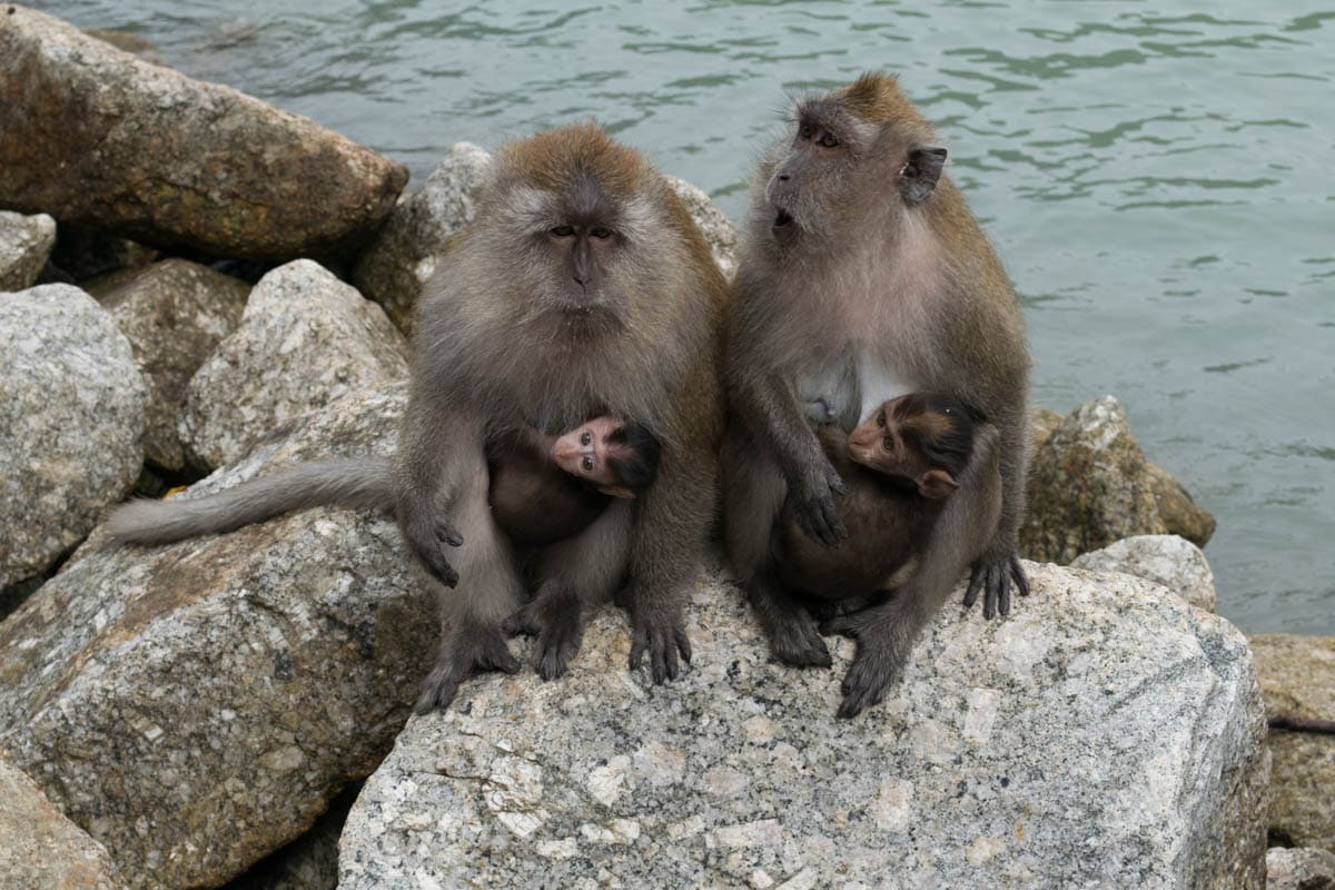 Monkeys on Pulau Dayang Bunting (a stop on the 3 island tour in Langkawi)