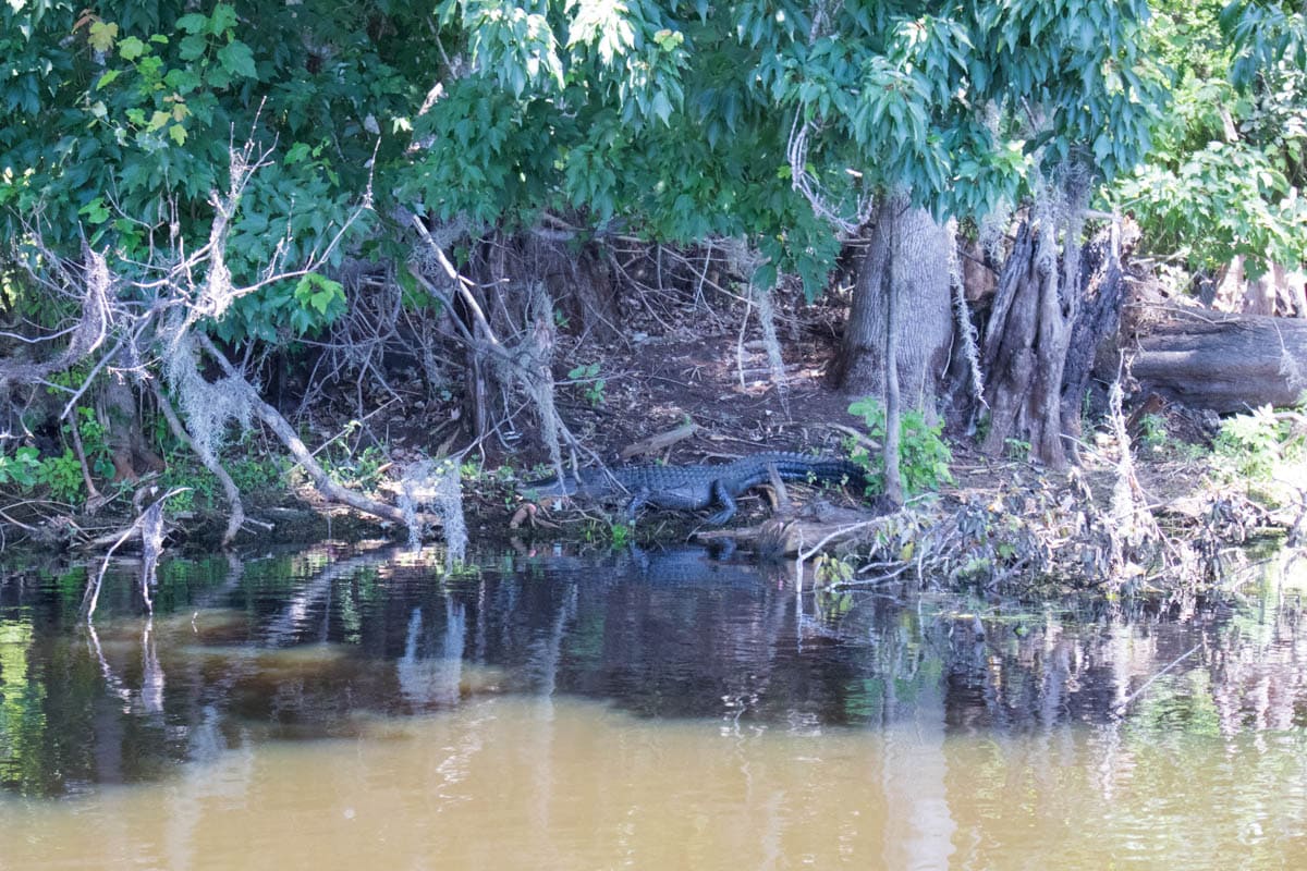 Alligator spotting on Wild Bill's Airboat Tours, Florida