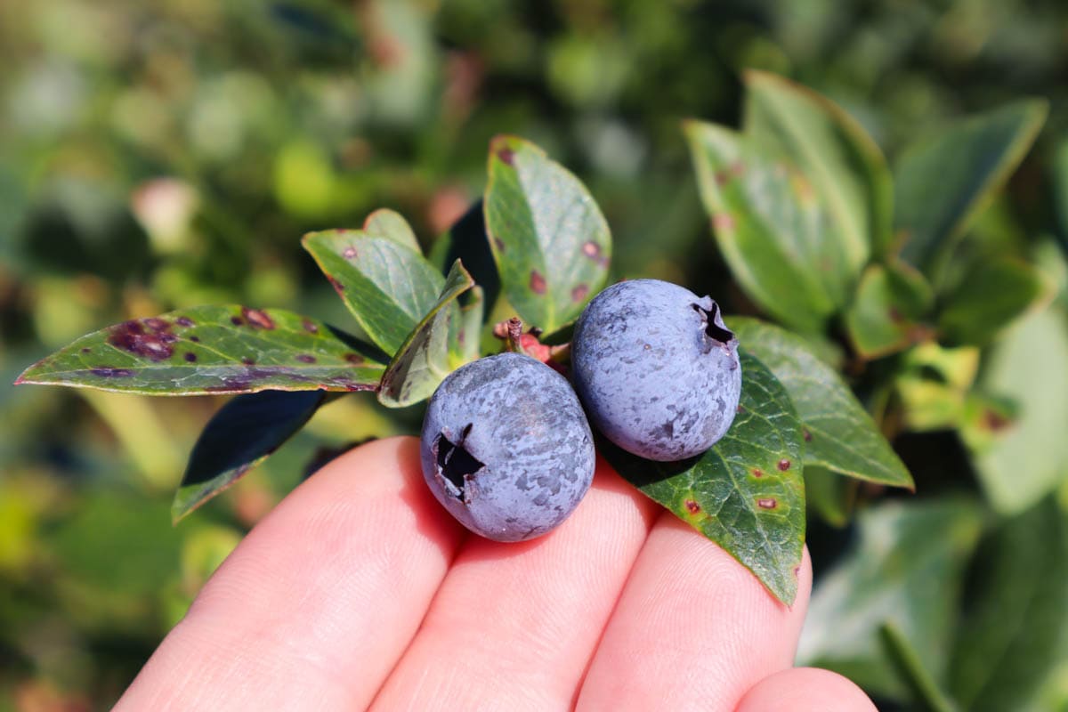 Starkey Blueberry Farm, Pasco County, Florida