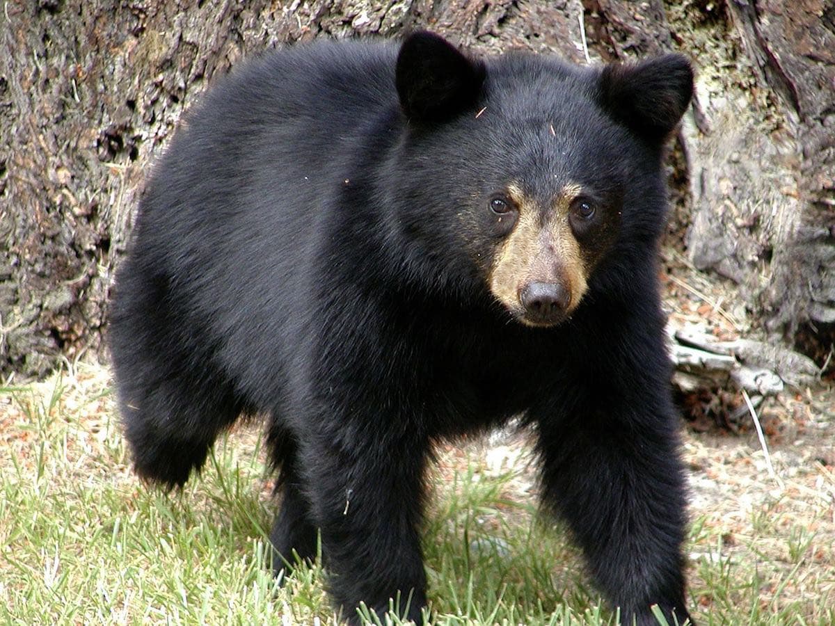 Black bear in Canada