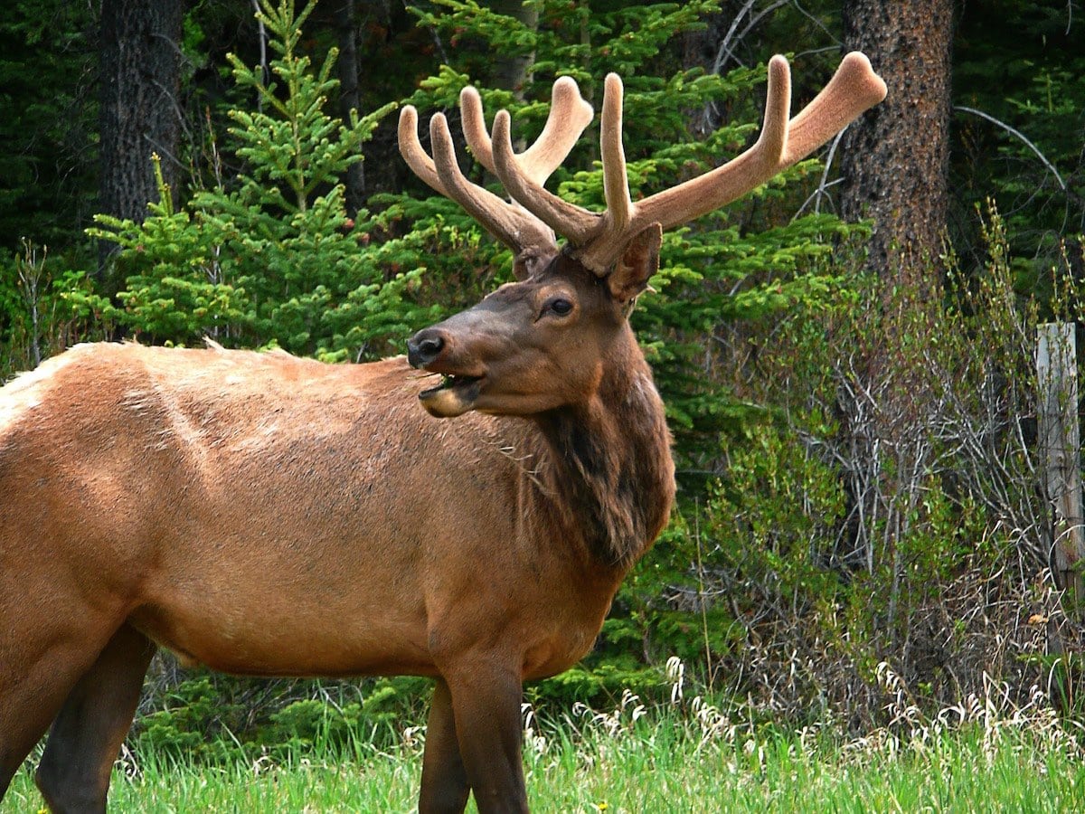 Elk in Canada