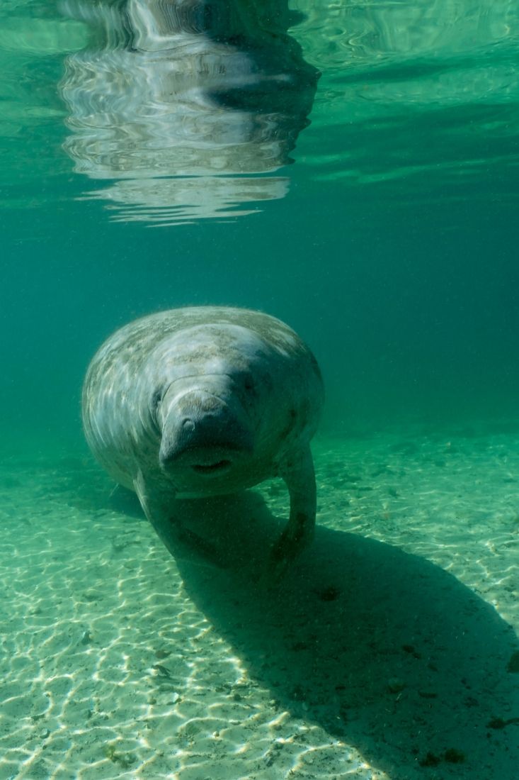 Crystal River manatee tour