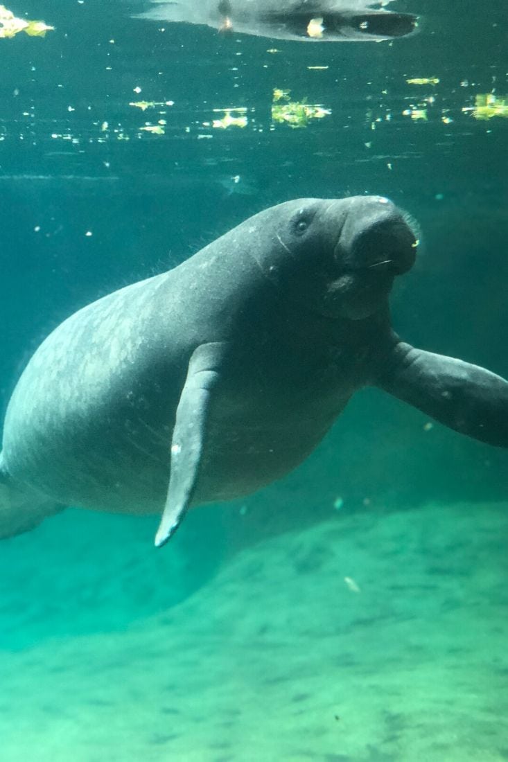 Crystal River manatee tour