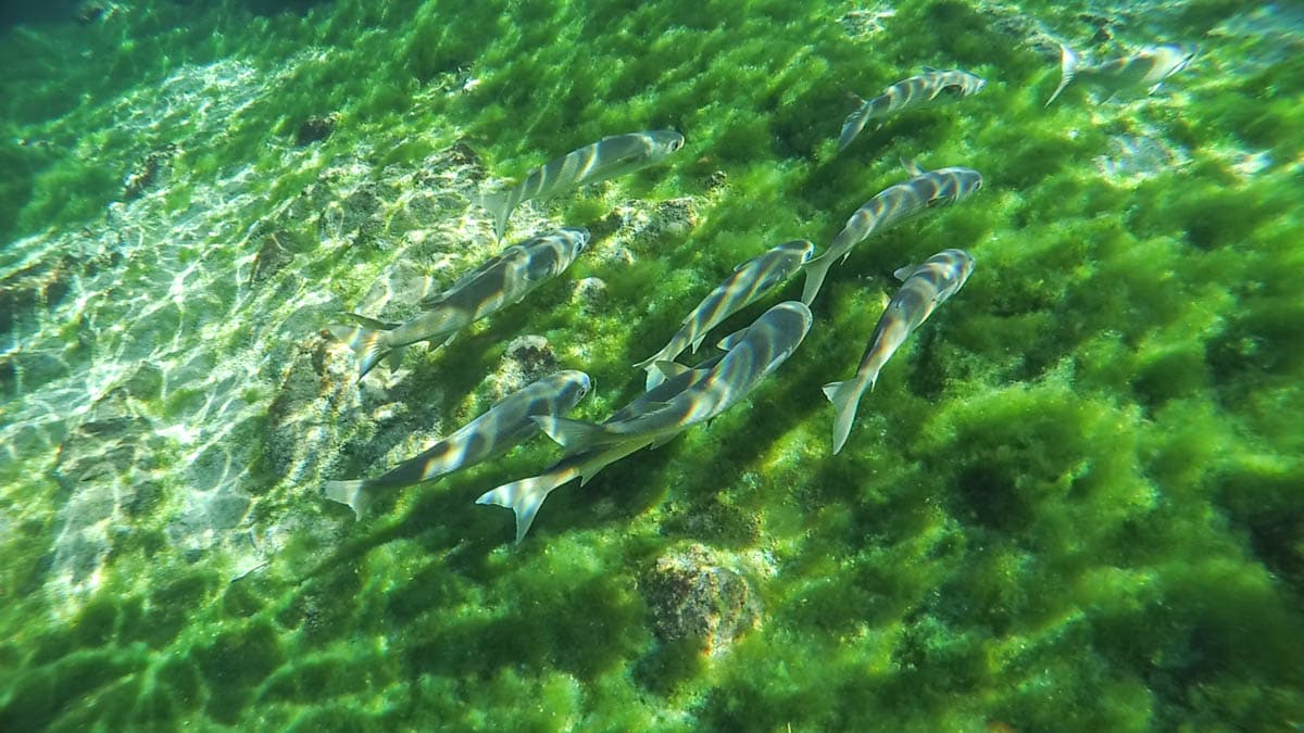 Snorkelling in Crystal River, Florida (KeyMission 170)