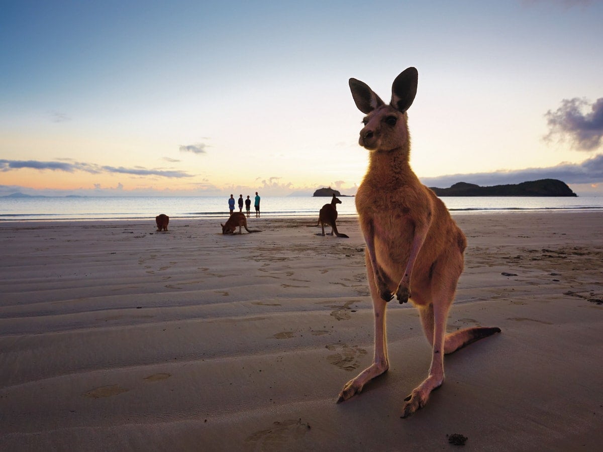 Kangaroos And Wallabies On The Beach, Cape Hillsborough (Photo: Queensland.com)