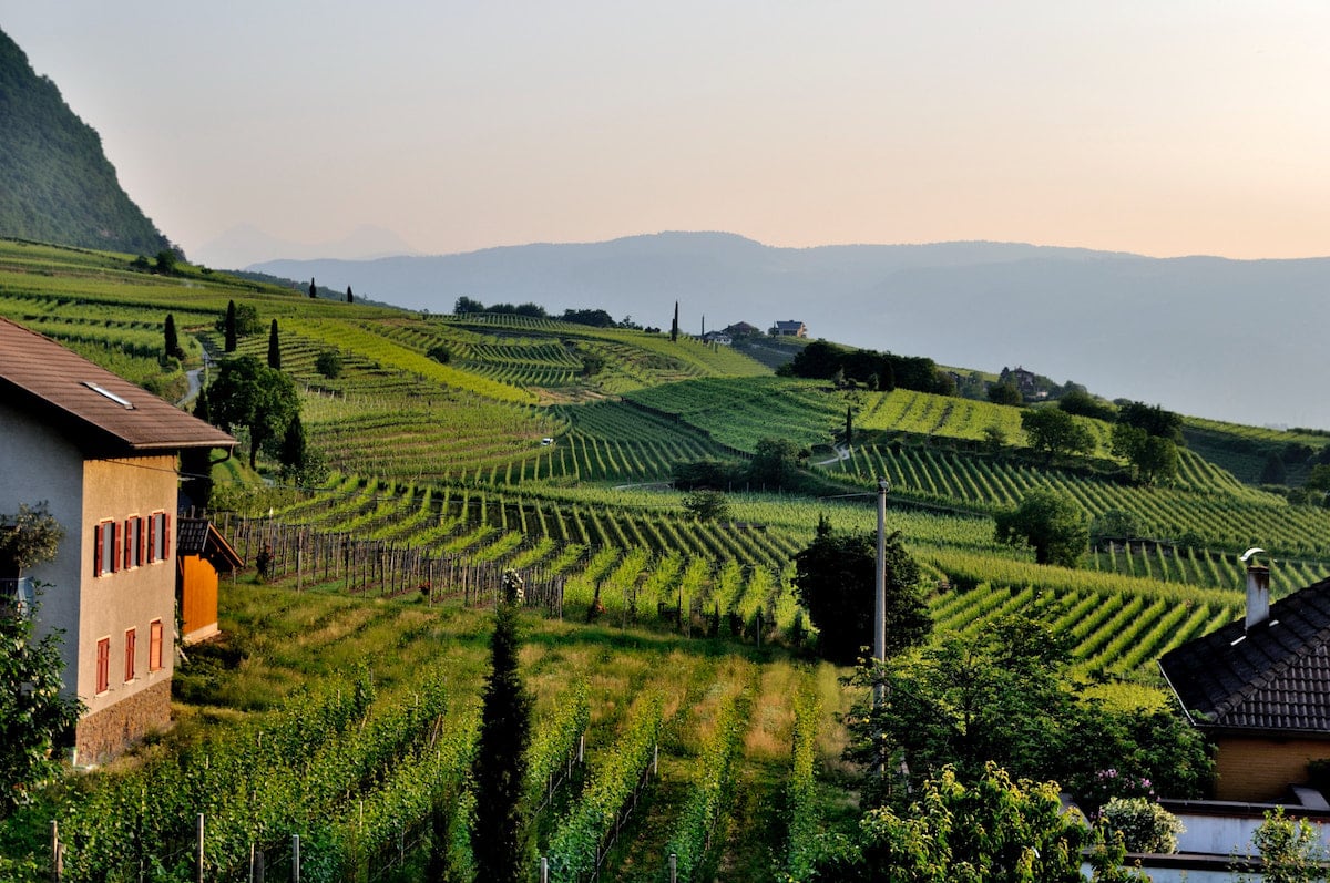 Beautiful vineyard