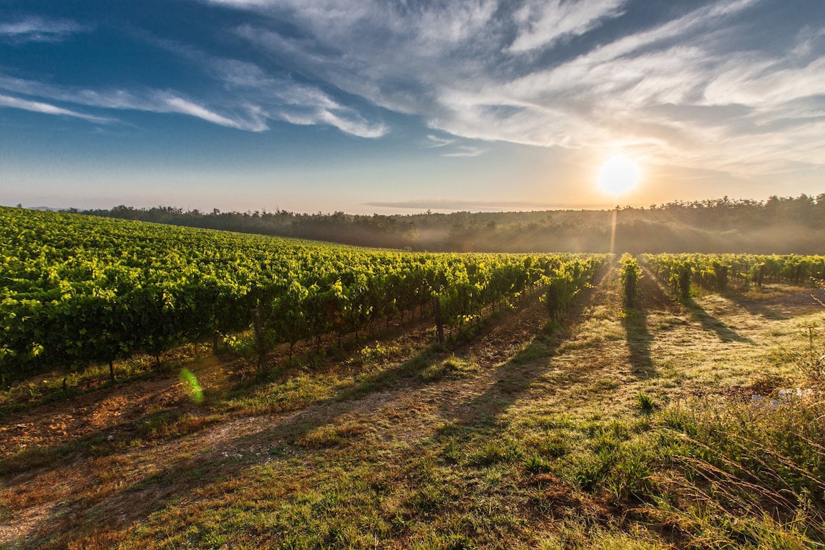 Sunset over the vineyard