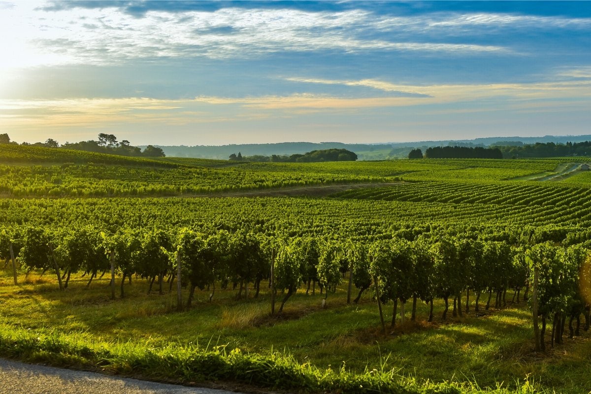 Bordeaux region of France