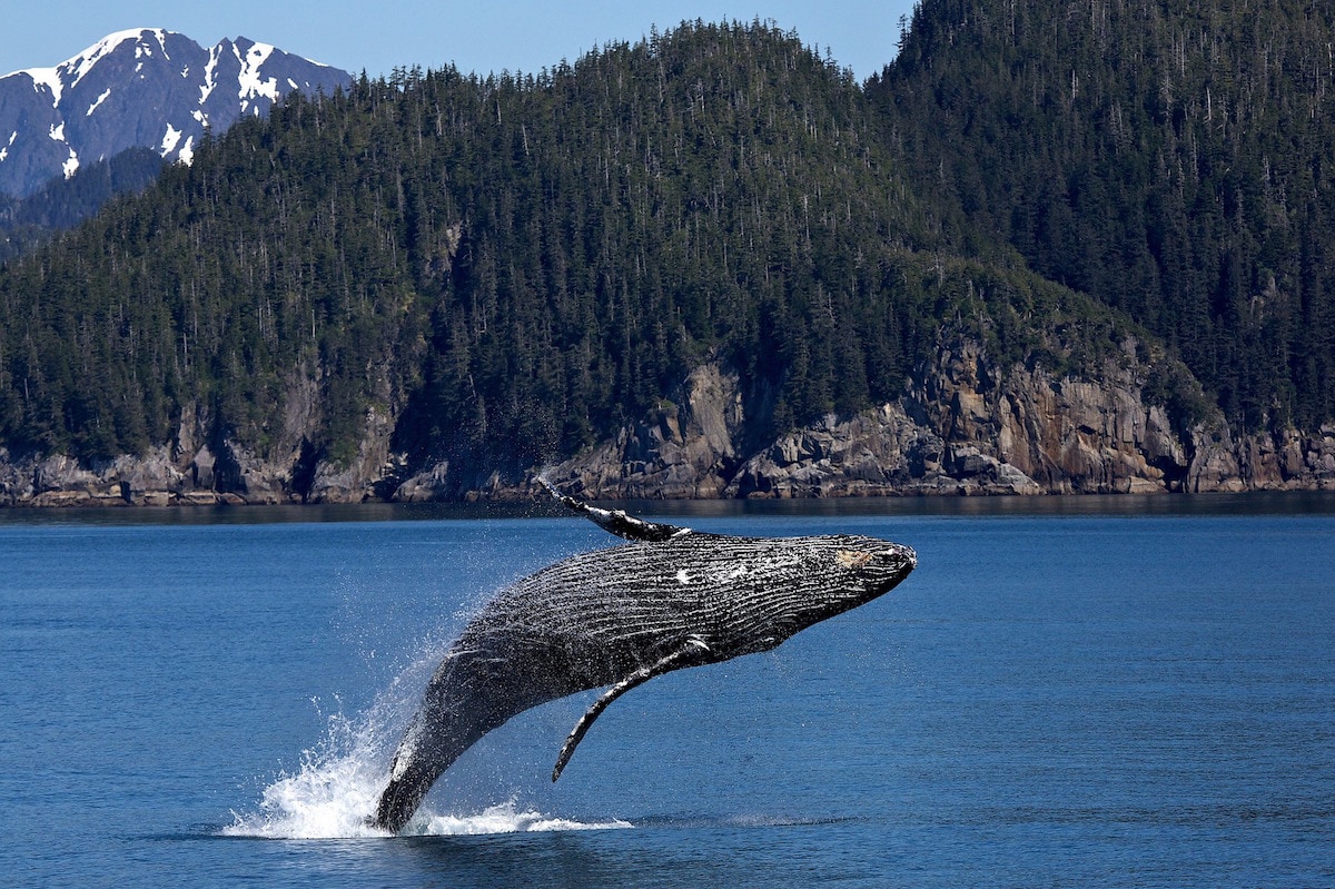 Humpback whale in Alaska